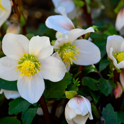 Premium basics Helleborus niger ‘Christmas Carol’ – Set van 12 Kerstrozen (2 x Sixpack) (53414)
