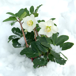Premium basics Helleborus niger ‘Christmas Carol’ – Set van 24 Kerstrozen (4 x Sixpack) (53415)
