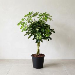 Schefflera Gold Capella (16230)