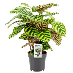 Calathea Makoyana (28900)