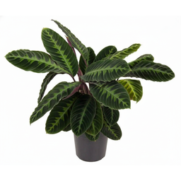 Calathea Warscewiczii - 90 cm - Ø21cm (8721081685789)