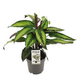Calathea Majestica Princeps (28898)
