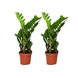 Zamioculcas Zamiifolia - 2 stuks - ø12cm (25579)