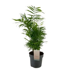 Chamaedorea Elegans (12287)