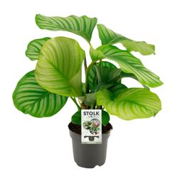 Calathea Orbifolia (8720634287296)