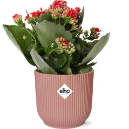 Mother's Day - Kalanchoe Rosalina Don Justino Rood + ELHO Vibes Fold 14cm roze (49374)