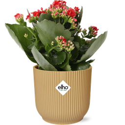 Kalanchoe Rosalina Don Justino Rood + ELHO Vibes Fold 14cm geel (49373)