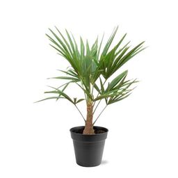 Trachycarpus Fortunei - 90-100cm - Ø21 (8721055694182)
