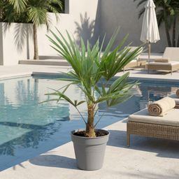 Trachycarpus Fortunei - 90-100cm - Ø21 (8721055694182)