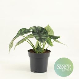 Alocasia Dragon Scale (15315)