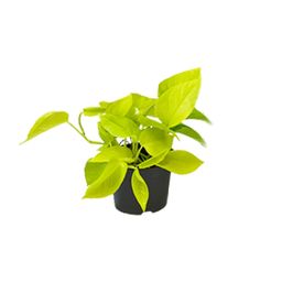 Epipremnum Golden Pothos - Scindapsus - PROMO - Ø12 (8720634284486)
