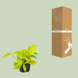 Epipremnum Golden Pothos - Scindapsus - PROMO - Ø12 (8720634284486)