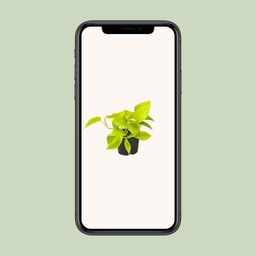 Epipremnum Golden Pothos - Scindapsus - PROMO - Ø12 (8720634284486)