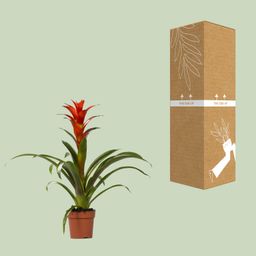 Guzmania Ostara (13882)