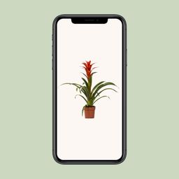 Guzmania Ostara (13882)