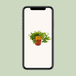 Peperomia Ang. Rocca Vivace (12880)