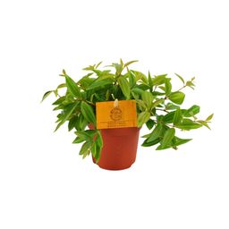 Peperomia Ang. Rocca Vivace (12880)