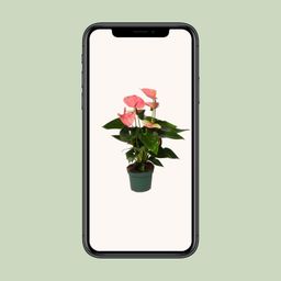 Anthurium Sweet Dream (12620)