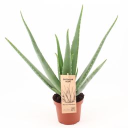 Aloe Vera P14 (25302)