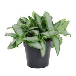 Murdannia Loriformus 'Bright Star' (30045)