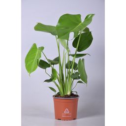 Monstera Deliciosa (16671)