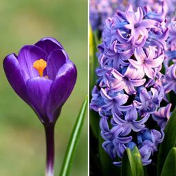 Flowerbulbs amsterdam Blue and Purple - 30 bloembollen (8720938490309)