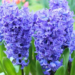 Flowerbulbs amsterdam Blue and Purple - 30 bloembollen (8720938490309)
