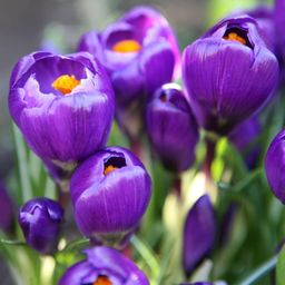 Flowerbulbs amsterdam Blue and Purple - 30 bloembollen (8720938490309)
