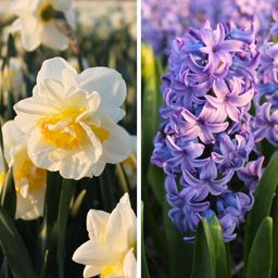 Flowerbulbs amsterdam Rob's Favorites - 20 bloembollen - Maat 12/14 (8720938490323)