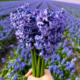 Flowerbulbs amsterdam Rob's Favorites - 20 bloembollen - Maat 12/14 (8720938490323)