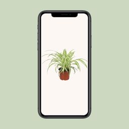 Chlorophytum (8720634287753)