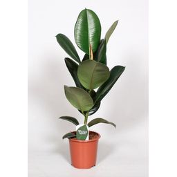 Ficus Elastica Robusta (28982)