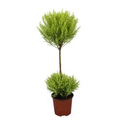 Cupressus Goldcrest Wilma (9663)
