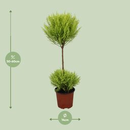 Cupressus Goldcrest Wilma (9663)
