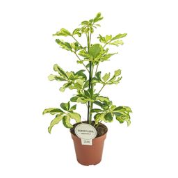 Schefflera Charlotte (16587)