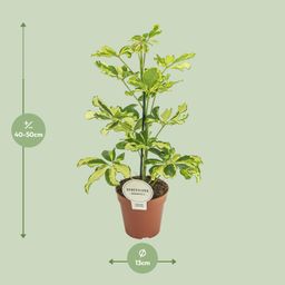 Schefflera Charlotte (16587)