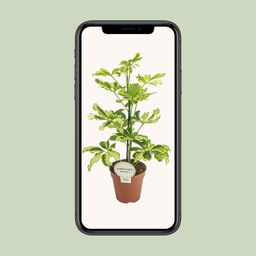 Schefflera Charlotte (16587)