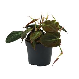 Philodendron Micans (16422)