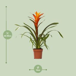 Guzmania Variada - Ø12 ↕50 (13862)