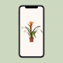 Guzmania Variada - Ø12 ↕50 (13862)