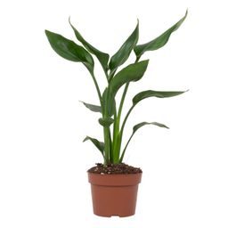 Strelitzia Reginae (28818)