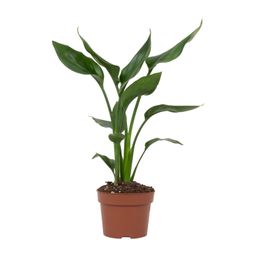 Strelitzia Reginae (28818)