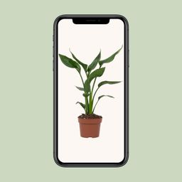Strelitzia Reginae (28818)