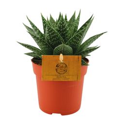Gasteria Hybride Aurora (12820)