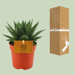 Gasteria Hybride Aurora (12820)