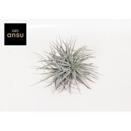 Tillandsia Super Silver XL (16625)