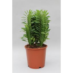 Euphorbia Trigona (28834)