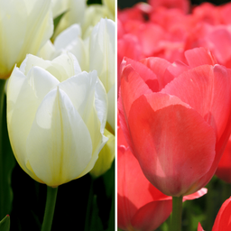 Flowerbulbs amsterdam Elly's Choice - 30 bloembollen - Maat 12+ (8720938490330)