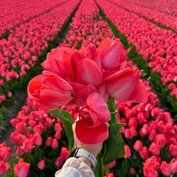 Flowerbulbs amsterdam Elly's Choice - 30 bloembollen - Maat 12+ (8720938490330)