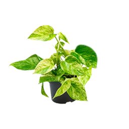 Epipremnum Marble Queen - Scindapsus - - Ø12 - ↨15cm (8720634284547)